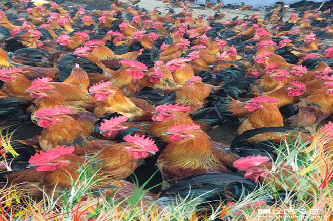 平南大中的公雞苗孵化基地