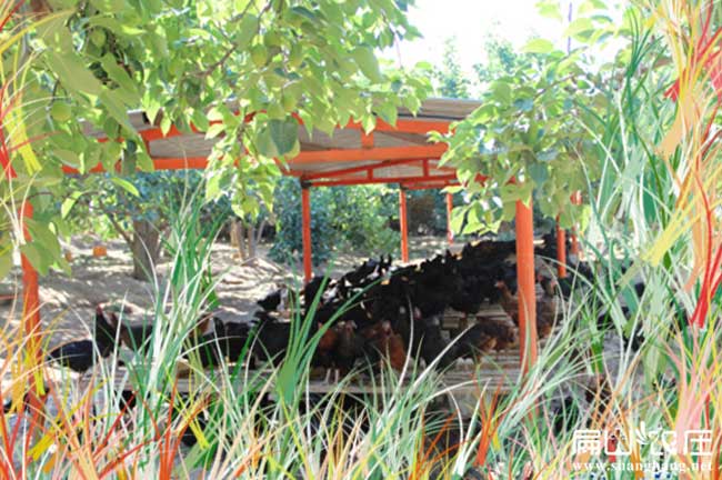 漳州大中生態(tài)土雞養(yǎng)殖