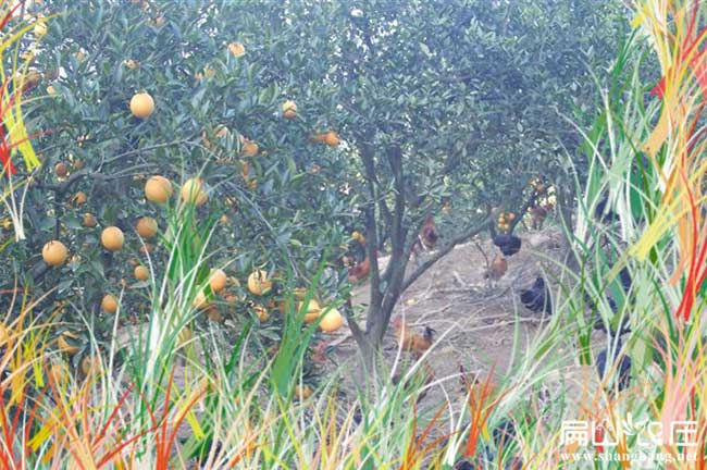 湖南野雞苗繁殖技術(shù)