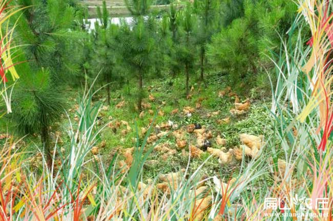 中國(guó)真正生態(tài)土雞養(yǎng)殖基地