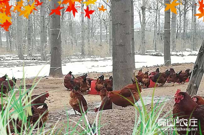 莆田養(yǎng)殖土雞種苗莆田雞苗孵化生產(chǎn)