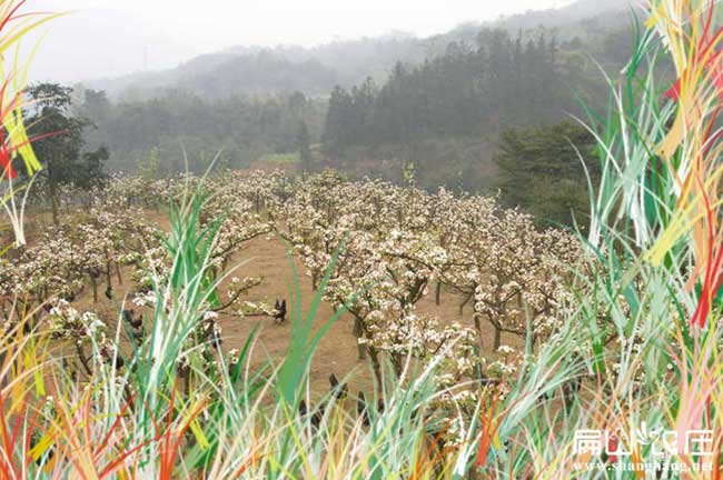 河南大中的生態(tài)土雞養(yǎng)殖基地 河南土雞苗孵化場
