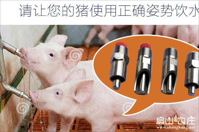 廈門兔自動(dòng)飲水器批發(fā)