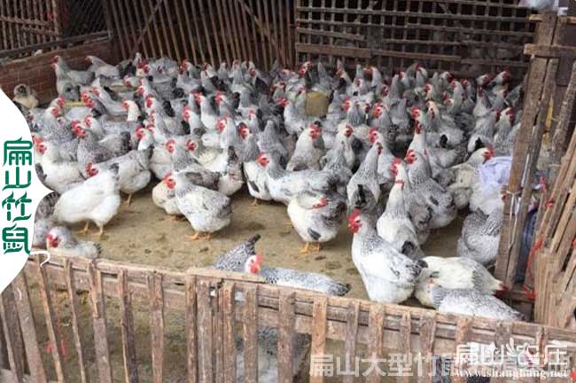 百色道花雞苗孵化
