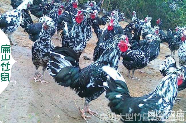 福州脫溫貴妃雞苗價(jià)格