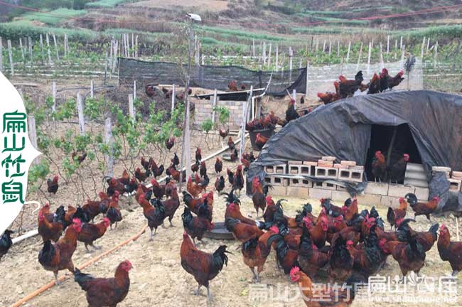 廣西桂林土雞養(yǎng)殖 桂林土雞苗批發(fā)價(jià)格是多少錢一只？