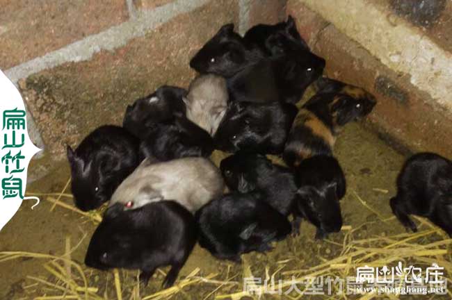 重慶竹鼠苗批發(fā)價格