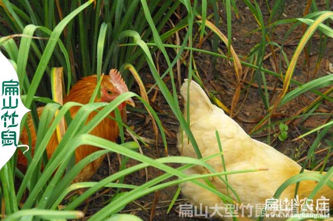 南昌急招對(duì)養(yǎng)雞有經(jīng)驗(yàn)的2名