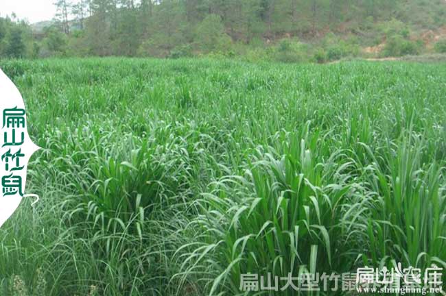 梧州皇竹草種植