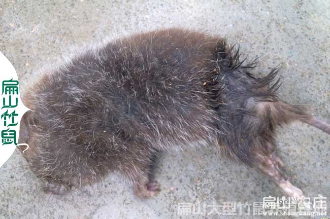 死竹鼠