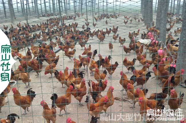 廣州農(nóng)科院土三母孵化場(chǎng)
