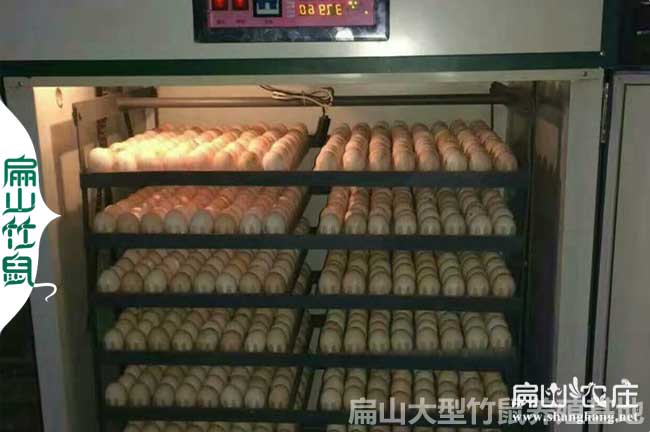 福建大型雞苗孵化設(shè)備