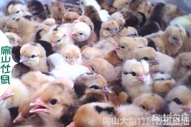 中國(guó)大中的三黃雞苗批發(fā)中心