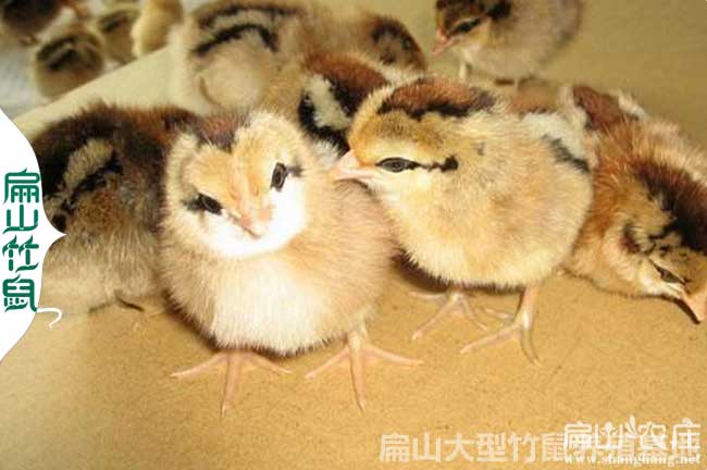 2024年4月份血毛土雞二號品種出苗計劃