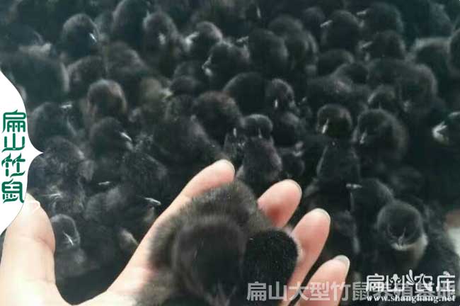 長(zhǎng)沙烏雞苗批發(fā)