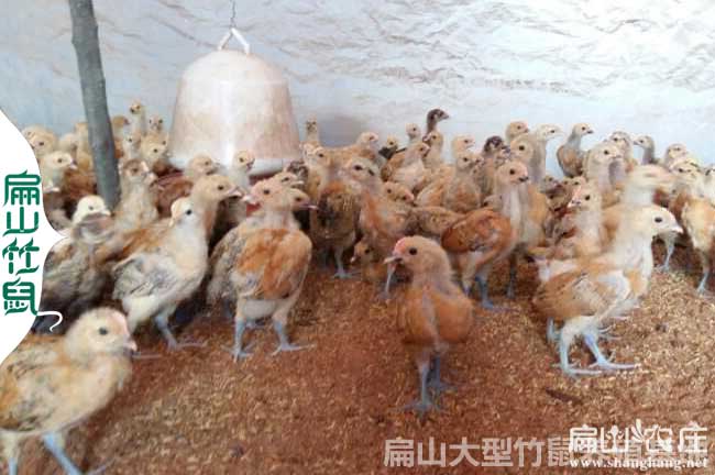 母雞吃蛋的原因(解決預(yù)防辦法措施方法)