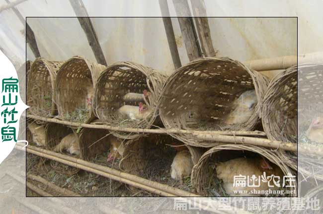 農(nóng)村創(chuàng)意雞舍設計展示