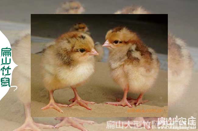 尼古拉火雞苗價格