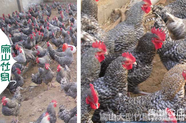 南寧珍珠雞批發(fā)市場(chǎng)