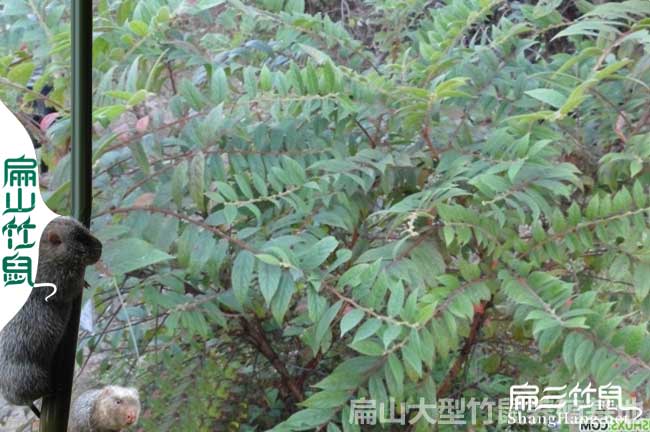 竹鼠吃毛果算盤(pán)子