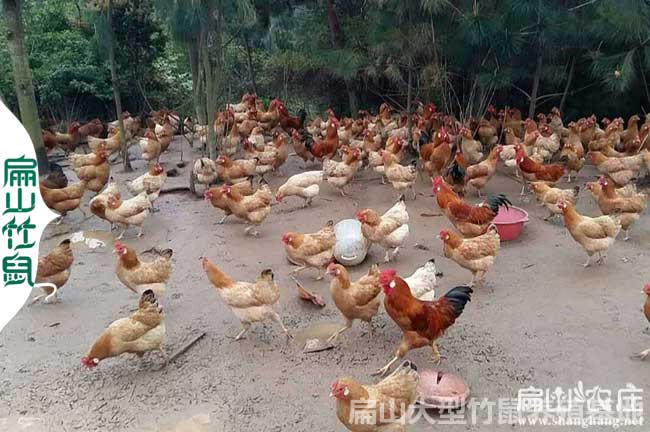 襄陽(yáng)谷城出售養(yǎng)雞廠