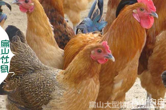 廣元蛋雞孵化場