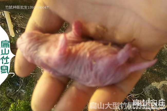 吉林竹鼠苗繁殖基地