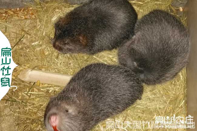 溫州竹鼠種苗批發(fā)