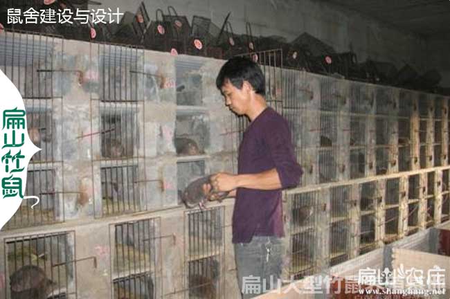福州大中的竹鼠養(yǎng)殖基地