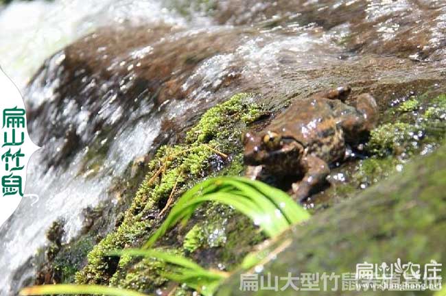 井水能養(yǎng)石蛙嗎？