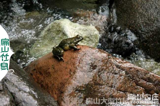龍巖石蛙養(yǎng)殖技術(shù)培訓(xùn)