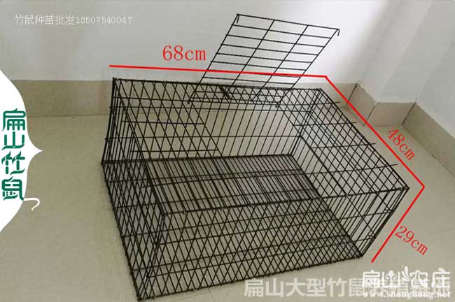福建竹鼠種苗