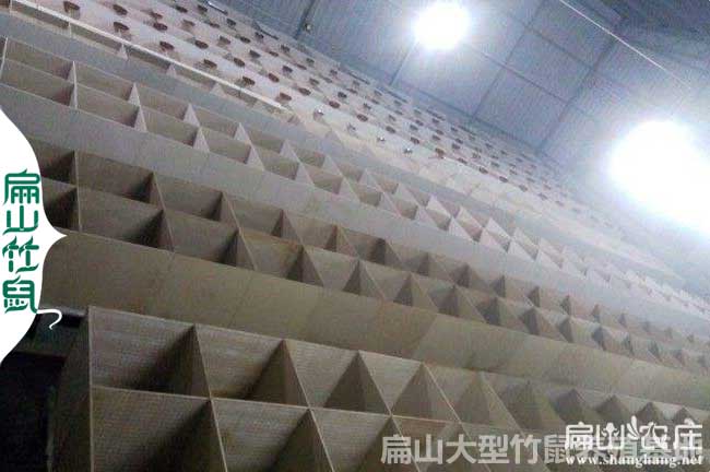 全州竹鼠種苗批發(fā)