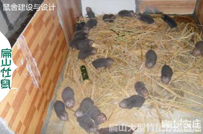 麻江竹鼠養(yǎng)殖