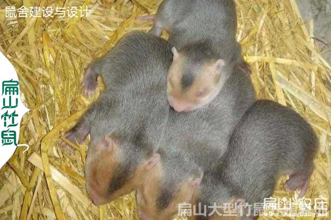 八點(diǎn)黑小竹鼠種苗