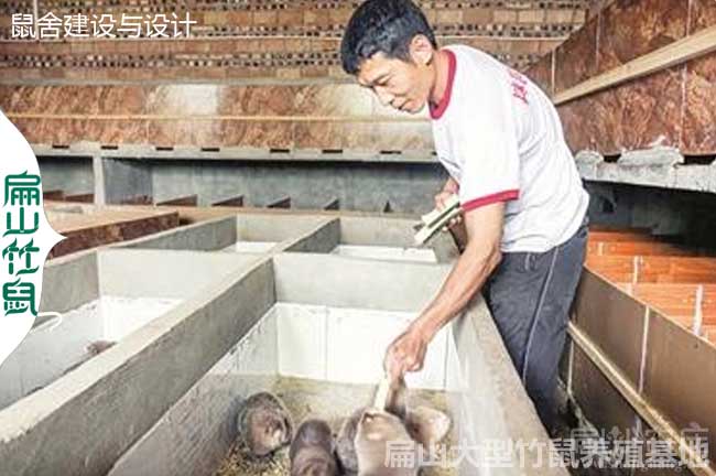 南京500對(duì)無(wú)錫竹鼠養(yǎng)殖基地 江蘇紅頰種苗基地價(jià)格389元/對(duì)