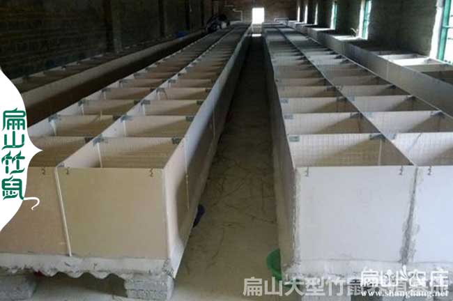 蒼南竹鼠種苗批發(fā)