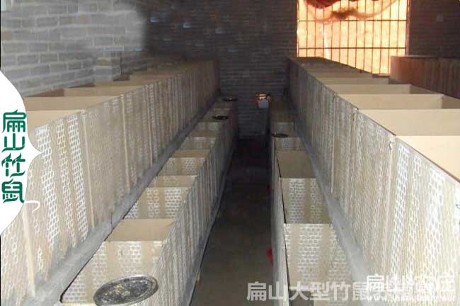 清遠竹鼠苗批發(fā)價格