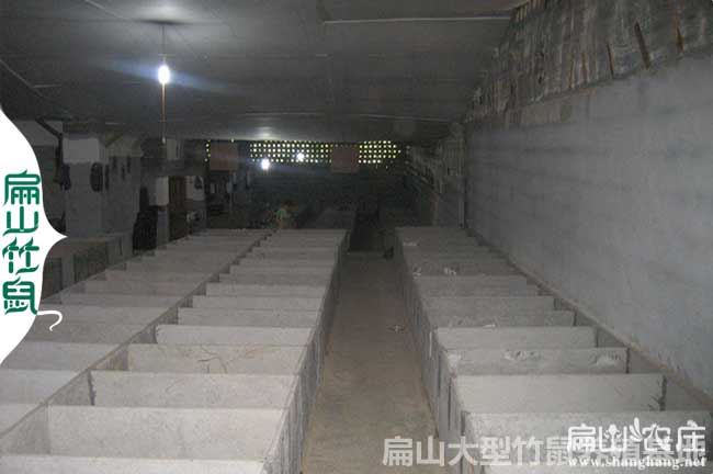 宿城竹鼠養(yǎng)殖合作社報(bào)價(jià)分享