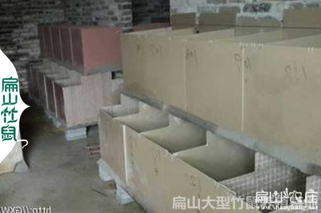 桂林竹鼠粗料和精料怎么搭配？