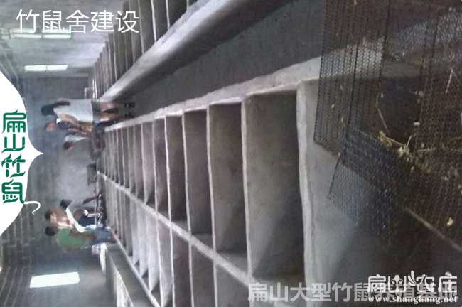 柳州好竹鼠養(yǎng)殖合作社