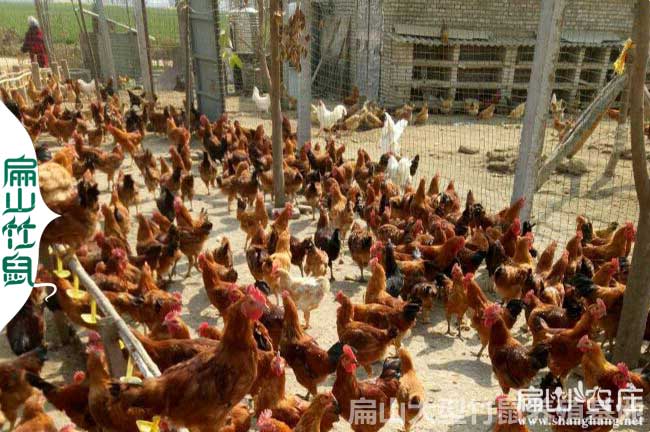 賀州生態(tài)土雞養(yǎng)殖基地