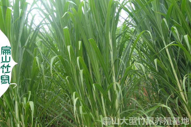 溫州竹鼠養(yǎng)殖基地專業(yè)竹鼠種苗批發(fā)價(jià)格