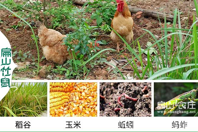 農村散養(yǎng)土雞銷路是關鍵如何找出路