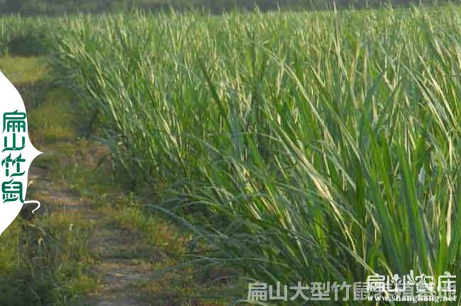 桂林竹鼠蔓草種苗批發(fā)