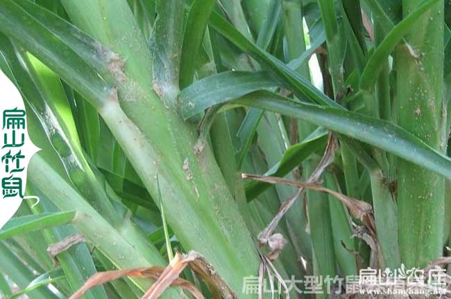 羅城竹鼠養(yǎng)殖