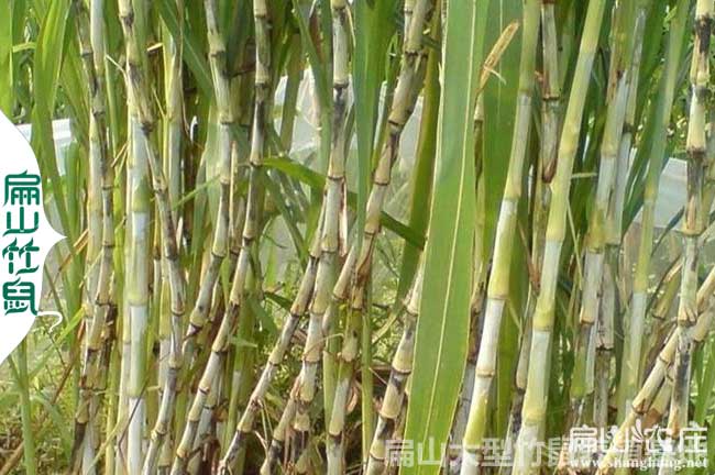 漳州甜像草