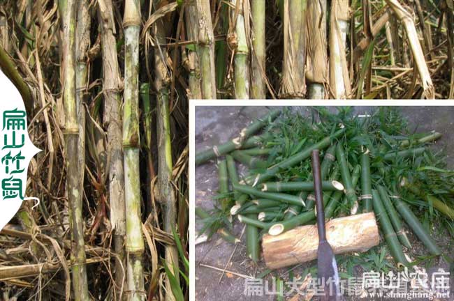灌陽(yáng)皇竹草