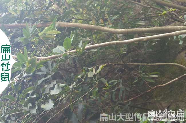 四川竹鼠腸炎中藥鴨腳木