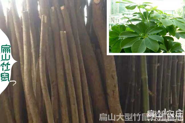 寧德竹鼠養(yǎng)殖基地